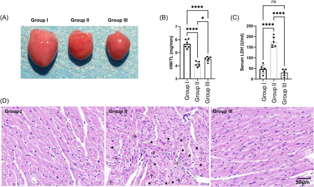 Beet-derived exosomes attenuate doxorubicin-induced cardiotoxicity.